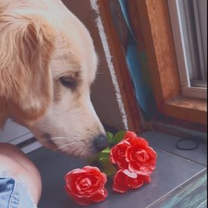 Meet your Posher, Plaid